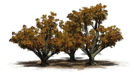 a group of Big Leaf Maple Trees in the autumn on a sand area - isolated on white background - 3D illustration