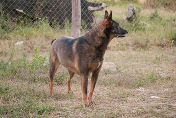 posing dog 4