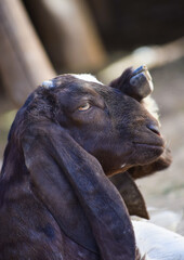 Portrait of cute young goat. pet domestic animal close up cattle. mammal black herbivorous fauna livestock farm background wallpaper photo