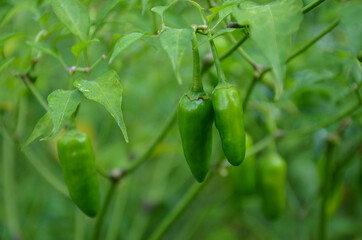 the green chilly with leaves and plant in the garden.
