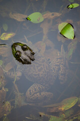 Head and body of large American Bullfrog sitting in clear pond water