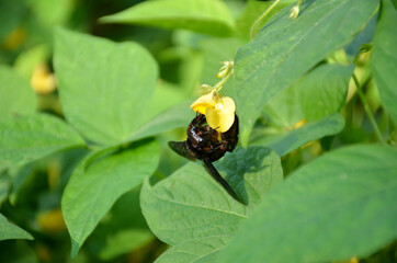the black bug insect hold on grass plant in the garden.