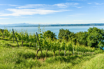 Ausblick auf Weinberge und Bodensee bei Meersburg, hinten der Alpstein und Säntis in der Schweiz,...