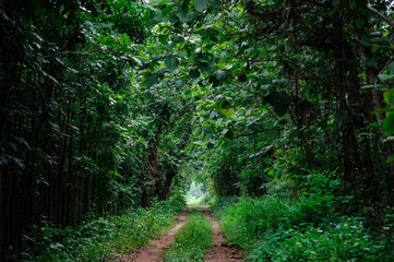 small road in a small forest