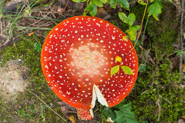 Big red cap of mushroom fly agaric in the forest.