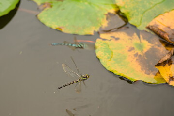 オオルリボシヤンマ