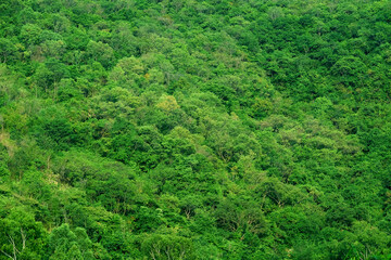 Fototapeta na wymiar Thai beautiful green forest grow on a mountain