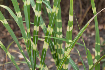 Close-up. A variegated bush of miscanthus grass called 