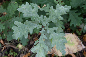 Close-up. Oak leaves are affected by powdery mildew disease.