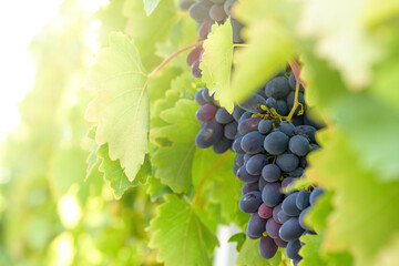 ripe dark blue table grapes on a branch are illuminated by the sunset rays. autumn berry for wine...