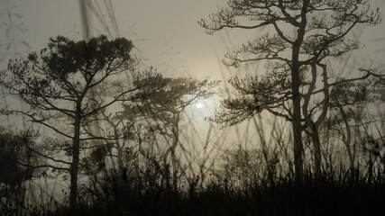 thai's pine wood with foggy scene