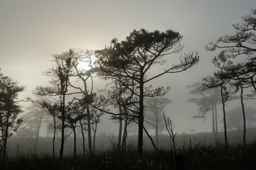thai's pine wood with foggy scene