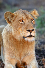 The Transvaal lion (Panthera leo krugeri), also known as the Southeast African lion,portait of young male