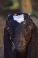 Fototapeta premium Portrait of cute young goat. pet domestic animal close up cattle. mammal black herbivorous fauna livestock farm background wallpaper photo