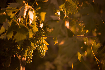 Wine strain in summer