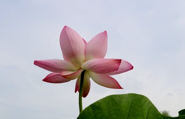 蓮の花　大賀はす　風景　癒し