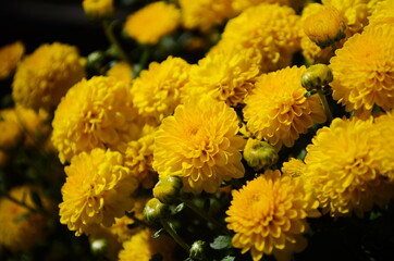 Yellow chrysanthemum flowers at sunny day