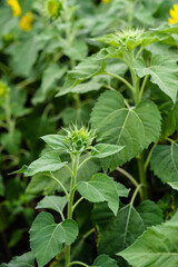 young sunflower waiting for right time to bloom in sun shine, shot with narrow focusing blurred background