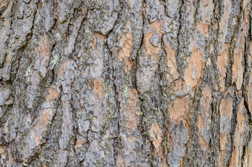 pine skin texture