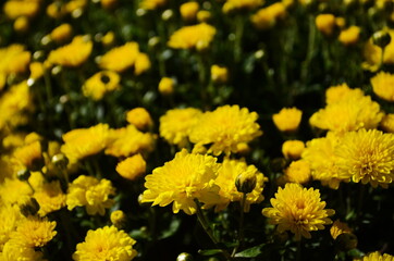 Yellow chrysanthemum flowers at sunny day
