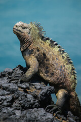 Galapagos sea saltwater iguana sitting on a rock and blue ocean waves in the background, Tintoreras