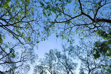 treetops with blue sky in uprisen angle shot