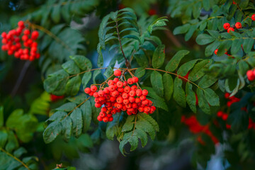 Beautiful bunch of mountain ash rowan berries with green leafs.