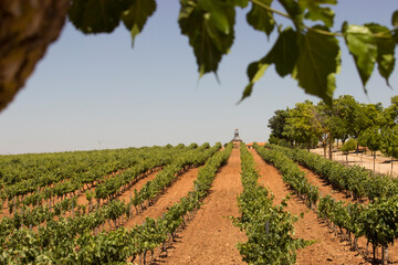 Fototapeta na wymiar Rows of vines in vineyard