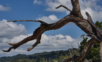 Deadwood near a seashore, looks so picturesque.