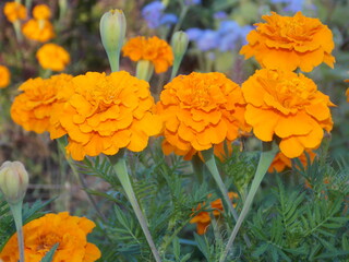 orange and flowers