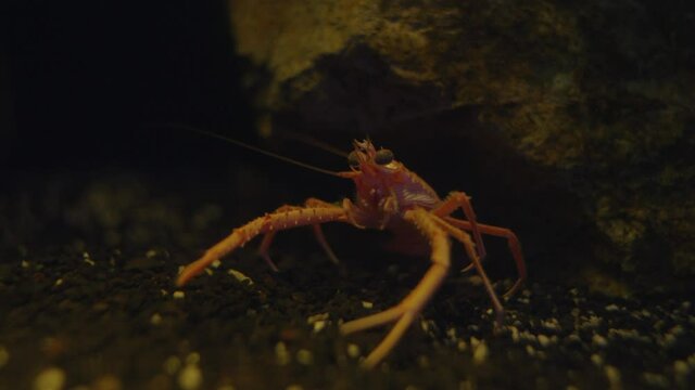 Squat Lobster - Cervimunida Princeps Standing Still On The Pebbles Under The Glass Aquarium In Numazu, Japan. - close up shot