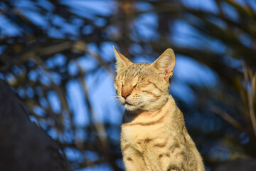 Obraz premium Cat portrait close up pet domestic kitten animal photo