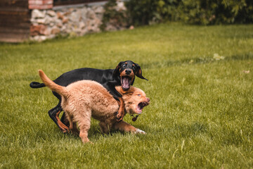 doberman pinscher playing with Duck Tolling Retriever