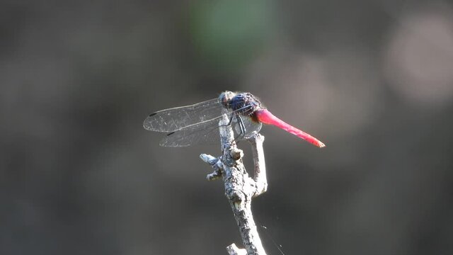 Black and red dragonfly in ponf UHD MP4 4k .