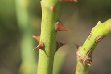 thorns on the stems of roses