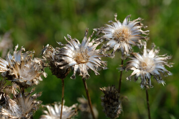 Mehrere sternförmige trockene Blüten einer Distel