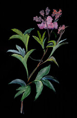 blooming pink high flowers