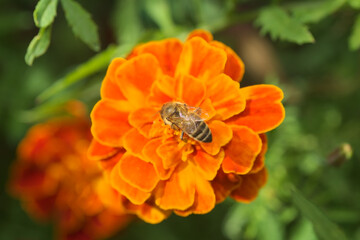 bee on a flower