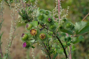 Blühende Disteln, Gräser, Wildblumen und Unkraut an dem Rand eines Feldes