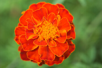 orange flower in the garden