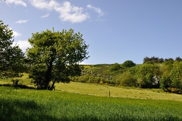 Green grass meadow woody hedgerow