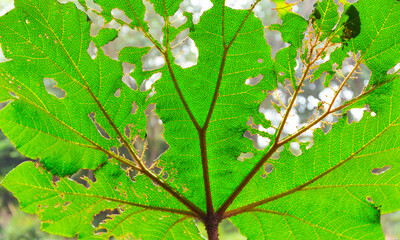 Poás Volcano National Park, Alajuela Region, Costa Rica, Central America, America