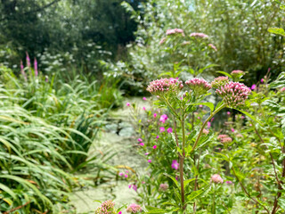 Pink flowers in marshy pond with green algae