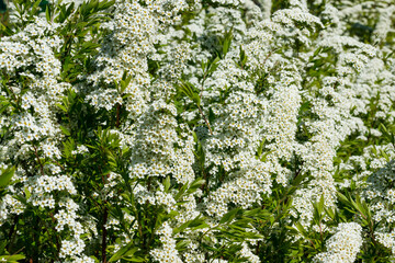 Blooming bush of spirea. Spring time. Spirea blossom
