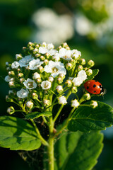 Blooming bush of spirea with ladybug. Spring time. Spirea blossom