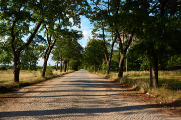 Einsame Allestraße im Sommer im Abendlicht
