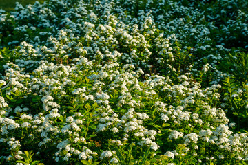 Blooming bush of spirea. Spring time. Spirea blossom