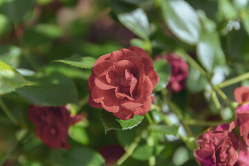 single red rose in a garden