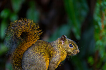 Bangs's mountain squirrel (Syntheosciurus brochus), Poás Volcano National Park, Alajuela Region, Costa Rica, Central America, America