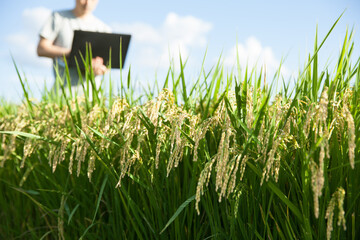 パソコンで田んぼを管理する農家